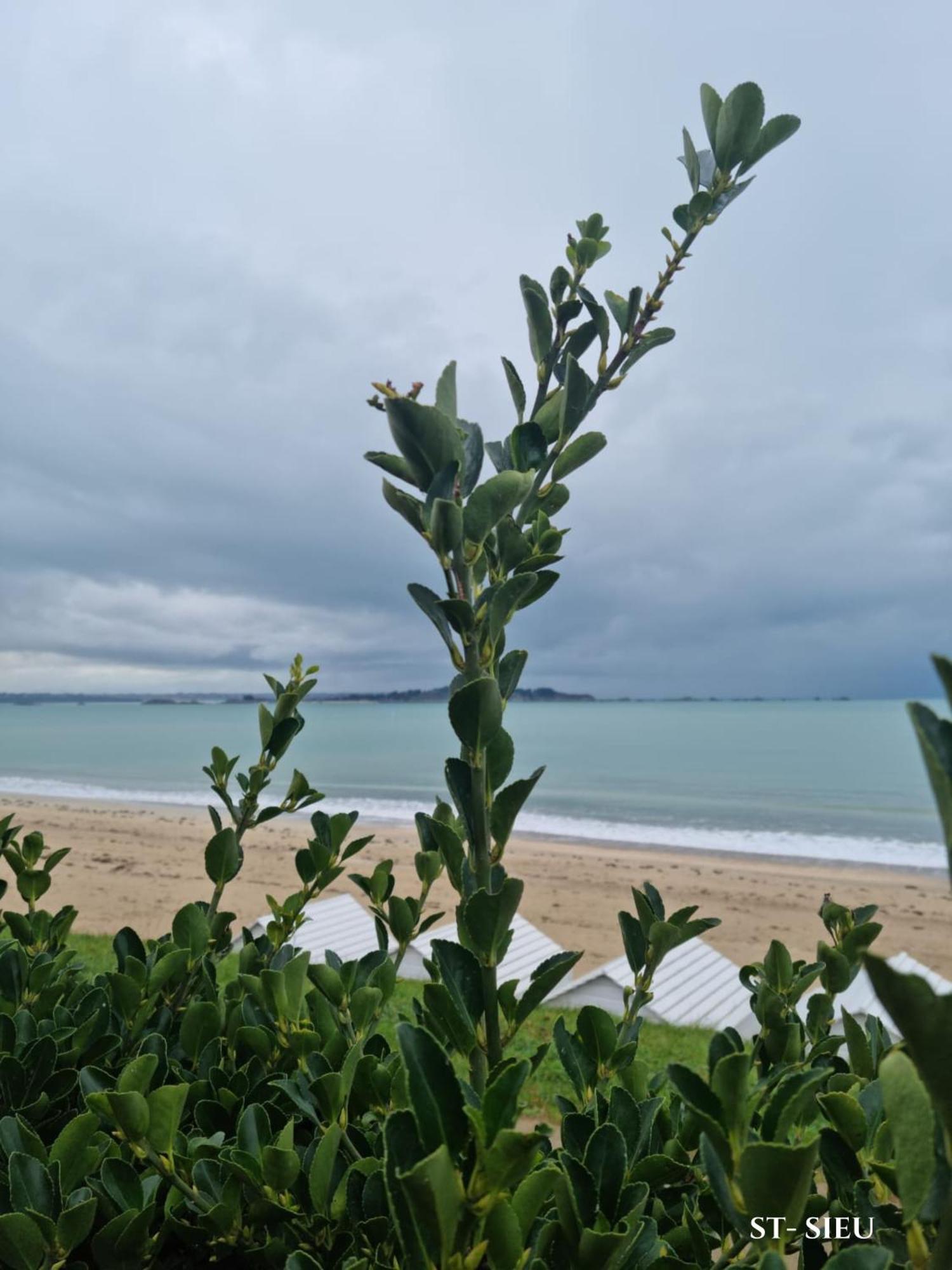 Le Mistral Du Centre Ville ,Chaleureux A 2 Min De La Plage Dinard Exterior foto